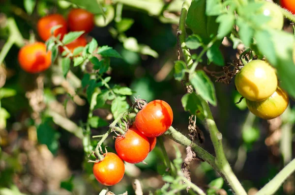 Growing Tomatoes in the garden, close up — Stock Photo, Image