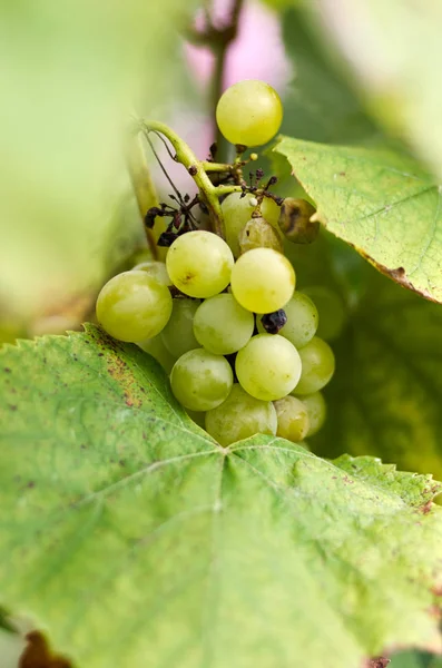 Raisins mûrs dans la cour ensoleillée de vigne.Raisins poussant sur la vigne — Photo