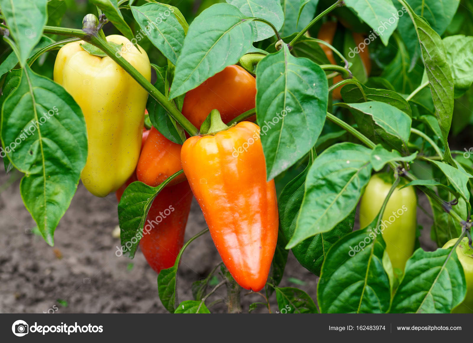 перец ночка f1. перцев любви на. перец любовь. перец сладкий любовь f1. перец сладкий любовь ф 1.