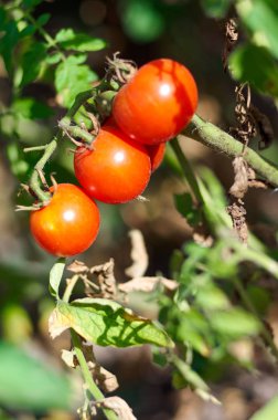 bahçede büyüyen domates yakın çekim