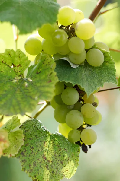 Raisins mûrs dans la cour ensoleillée de vigne.Raisins poussant sur la vigne. — Photo