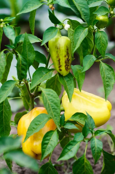 Green and yellow peppers growing in a garden — Stock Photo, Image