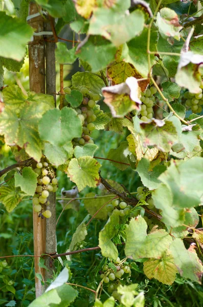Raisins mûrs dans la cour ensoleillée de vigne.Raisins poussant sur la vigne. — Photo