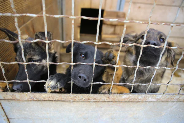 Refugio de animales.Pensión para perros — Foto de Stock