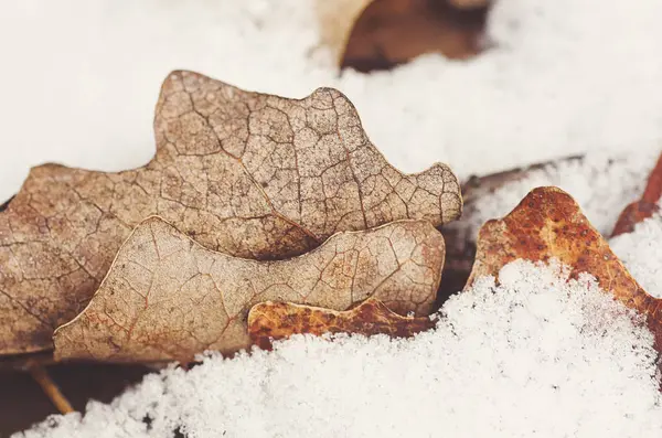 Herfst Eikenloof op sneeuw — Stockfoto