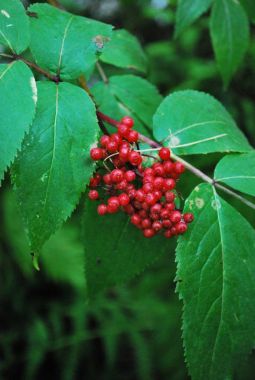 Kırmızı üvez meyveleri. Üvez (bitki) ağacı