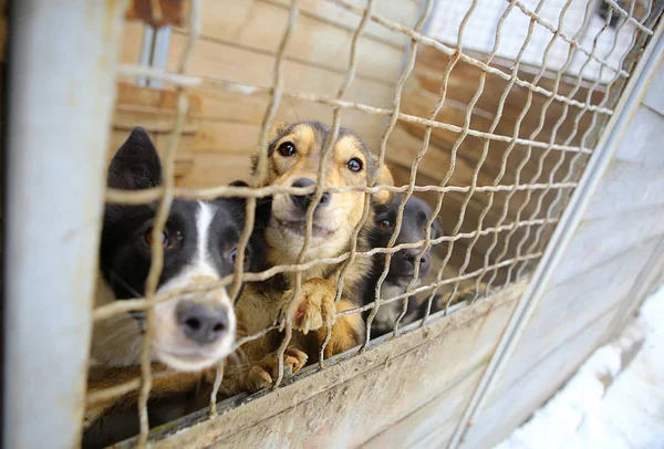 Djurskydd.Ombordstigning hem för hundar — Stockfoto