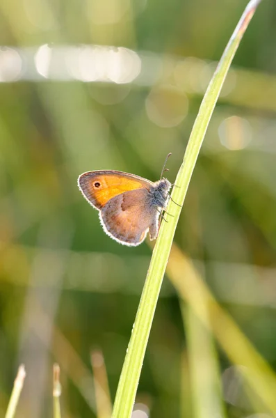 Small Heath, doğal ortamlarında Coenonympha pamphilus kelebek