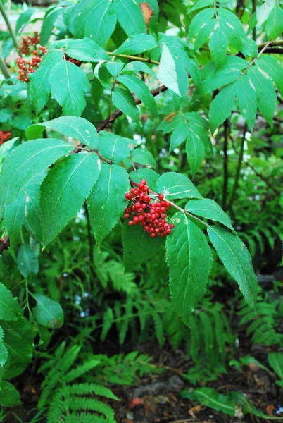 Rowan van rode bessen. Sorbus boom — Stockfoto