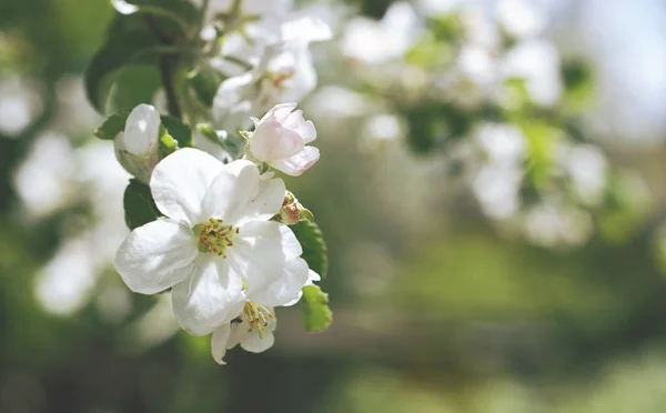 リンゴの花 — ストック写真