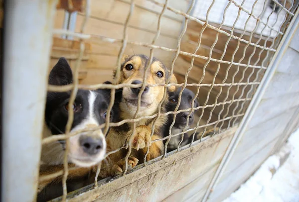 Animal shelter.Boarding home for dogs — Stock Photo, Image