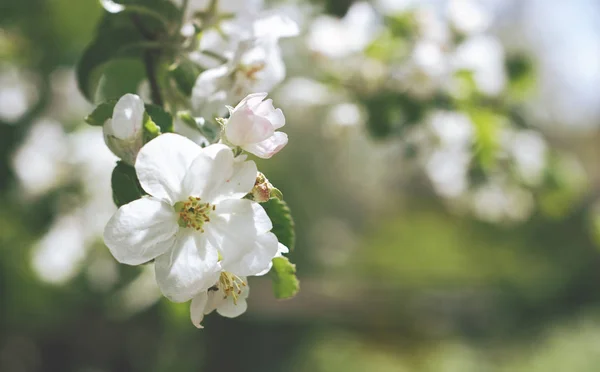 The Apple Blossom — Stock Photo, Image