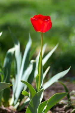 Taze bahar lale çiçekleri su ile damla bahçede