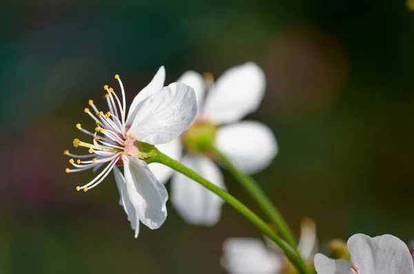 La fleur de cerisier — Photo