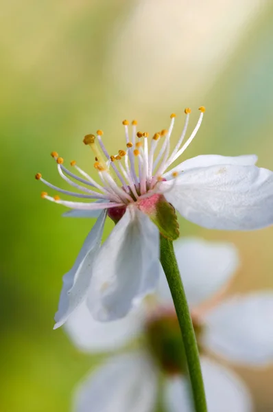La fleur de cerisier — Photo