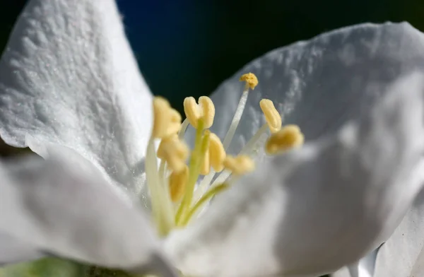 Il fiore di mele — Foto Stock