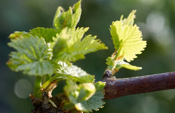 Germe de Vitis vinifera, vigne. De nouvelles feuilles germent au début du printemps — Photo