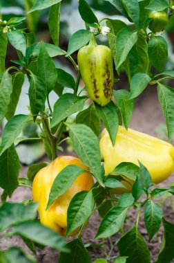 Bir bahçede büyüyen yeşil ve sarı biber