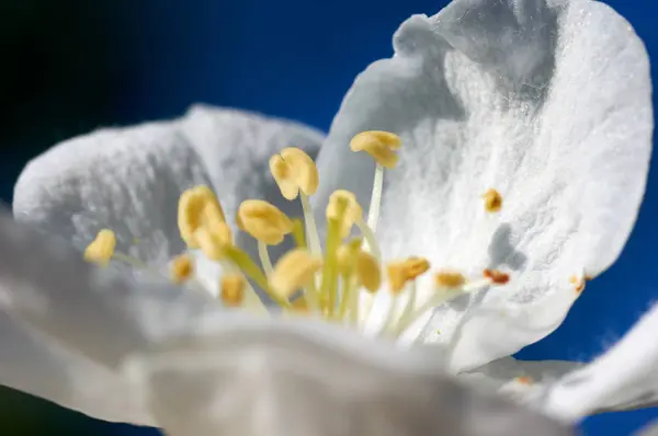 Äppelblom — Stockfoto