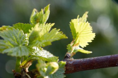 Vitis vinifera, üzüm asma Filiz. Yeni yapraklar, Bahar başında çimlenme