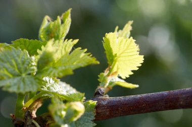 Vitis vinifera, üzüm asma Filiz. Yeni yapraklar, Bahar başında çimlenme