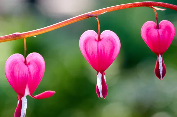 Pretty pink bleeding heart flowers string out on a branch — Stock Photo, Image