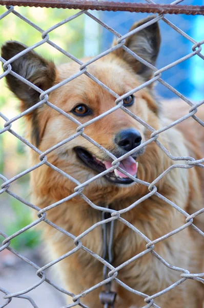 Refugio de animales.Pensión para perros — Foto de Stock