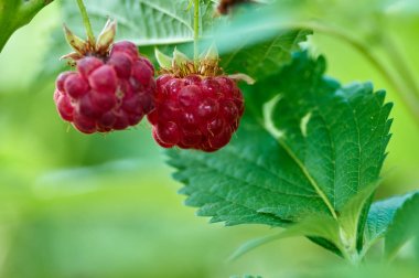 Yeşil doğa adam dalda üzerinde taze sulu ahududu