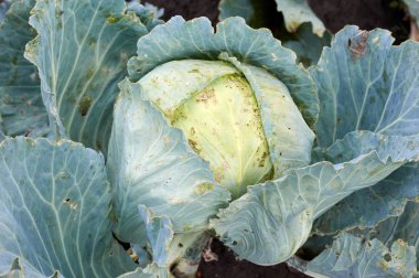 Genç lahana kafa. Sebze tatlı taze yeşil lahana