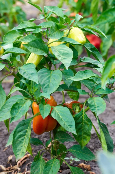 Yellow and red peppers growing in a garden — Stock Photo, Image