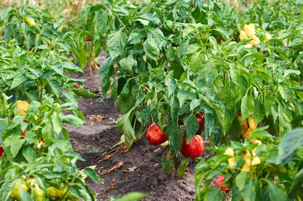 Green, yellow and red peppers growing in a garden — Stock Photo, Image