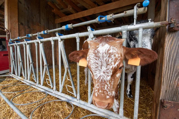 Süt çiftliğinde saman yiyen inekler — Stok fotoğraf