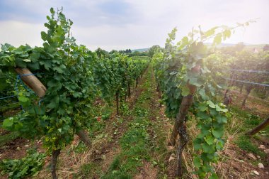 Dağın yamacındaki üzüm bağı.