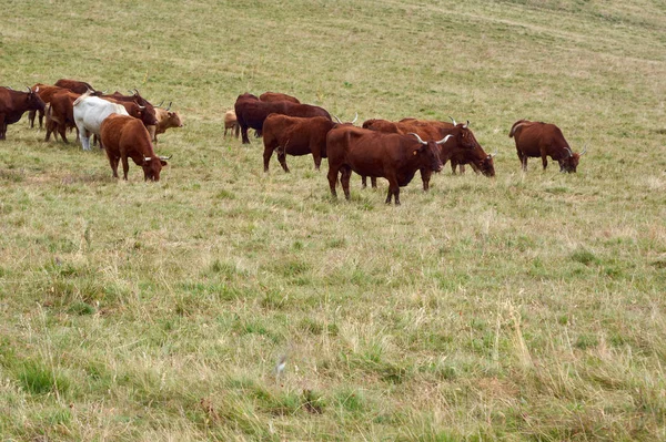A hegyi legelőkön legelő tehenek — Stock Fotó
