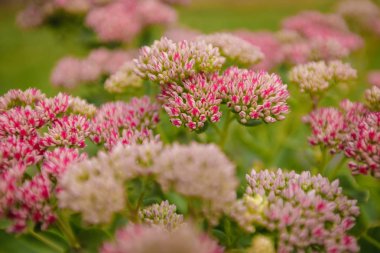 Bahar elma ağacı beyaz pembe çiçekler güneş ışığı Retro Pastel