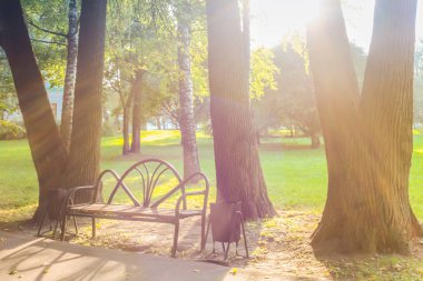 Dahlia beyaz çiçekler açık havada Flowerbed güneş ışınları