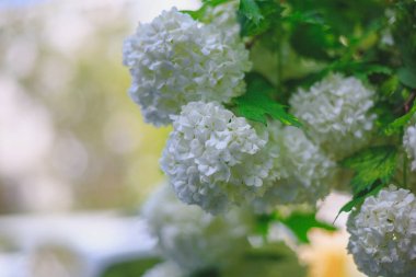 Beyaz kiraz çiçek şube bahar güneşli gün