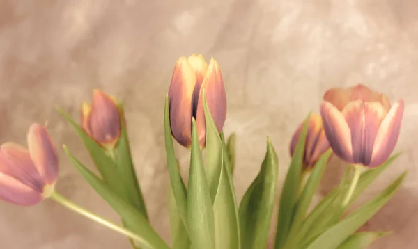 Schönen Fliederfarbenen Hintergrund Pastellviolette Farben Frühlingszeit Der Natur — Stockfoto