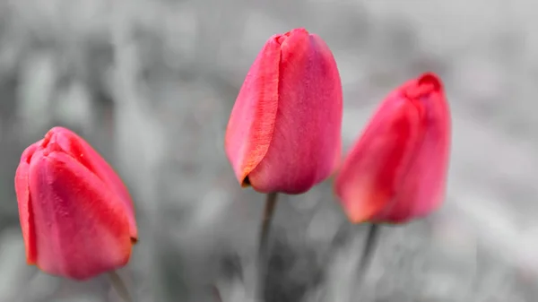Schönen Fliederfarbenen Hintergrund Pastellviolette Farben Frühlingszeit Der Natur — Stockfoto
