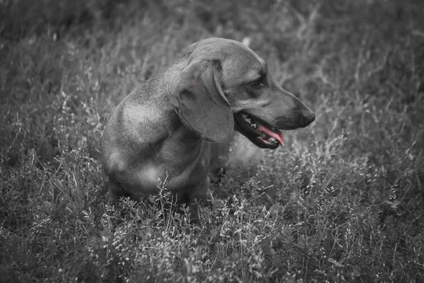 Dachshund cão foto closeup na natureza monocromático — Fotografia de Stock