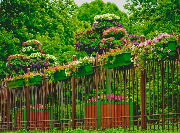 City Garden Fence Flowers Sunny Day