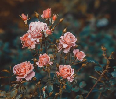 Pembe Gül Bush güneş ışığı Retro tarzı tomurcukları