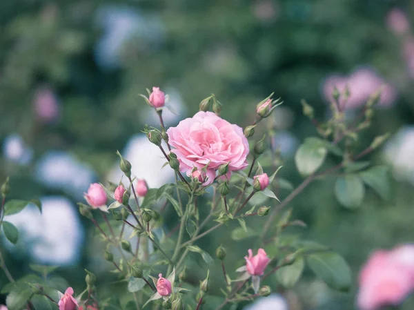 Rosen rosa Nahaufnahme des Busches im Freien — Stockfoto