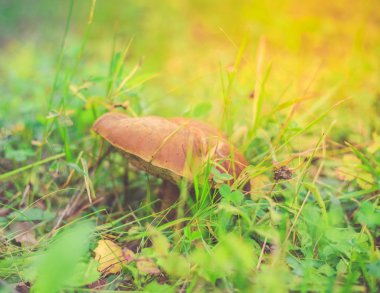 Mantar, yakın çekim, güneşli çayır.