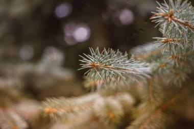  Bir iğne yapraklı ağaç dalı makro