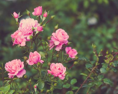 Bush, pembe Gül, Retro tarzı, açık havada