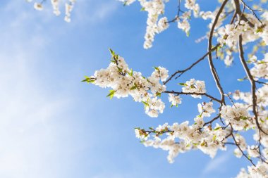 Bahar zamanı, Blossoming ağaç dalları mavi gökyüzü