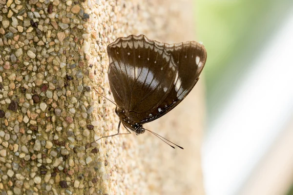 Closeup butterfly on wal — Stock Photo, Image