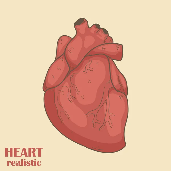 Coração realista. Órgão humano. Ilustração vetorial eps10 —  Vetores de Stock