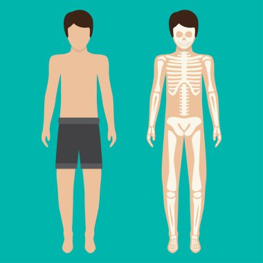 İnsan vücudunun sistemi ve iskelet sistemi. Vektör çizim